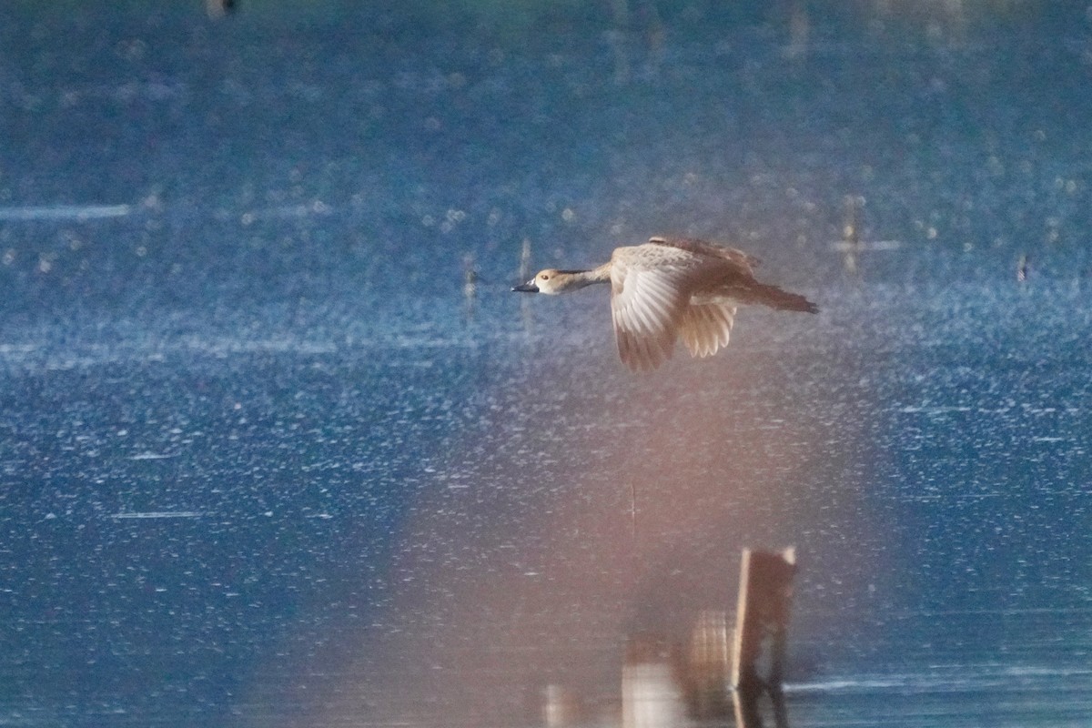 West Indian Whistling-Duck - ML645721991