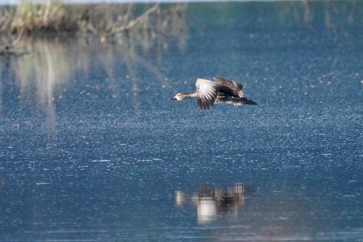 West Indian Whistling-Duck - ML645721992