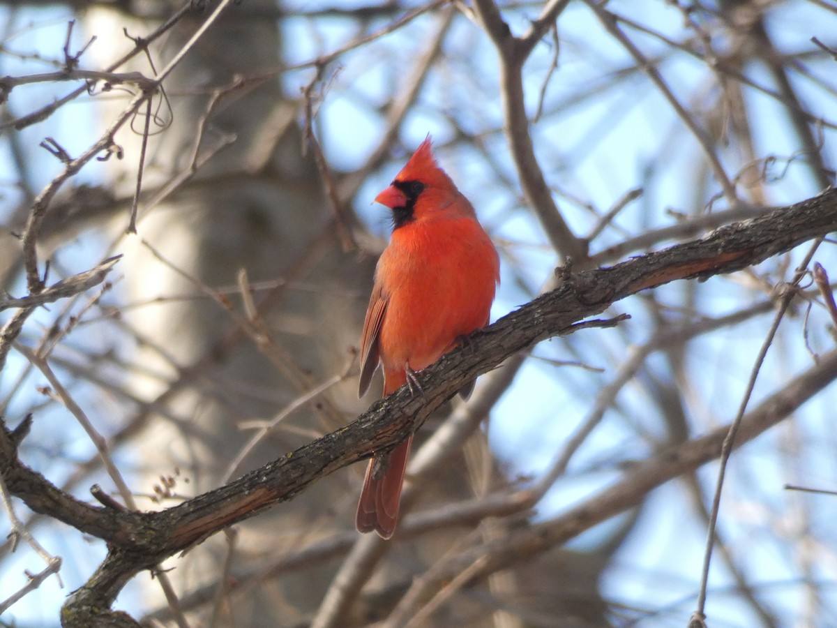 Northern Cardinal - ML645721997