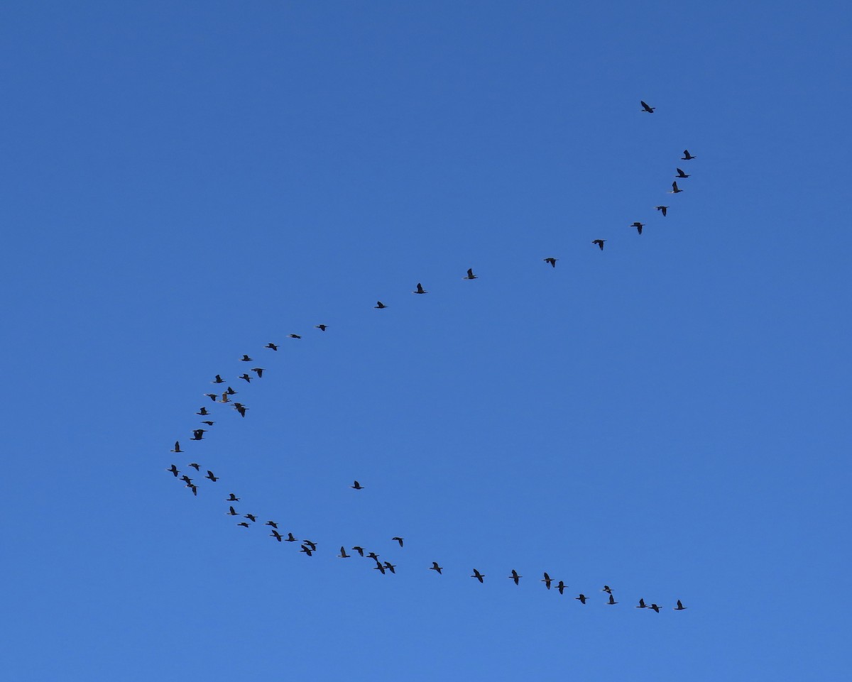 kormorán ušatý - ML645722001