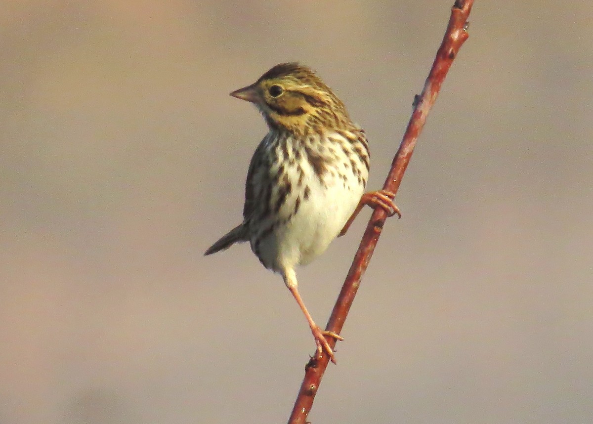 Savannah Sparrow - ML645722003