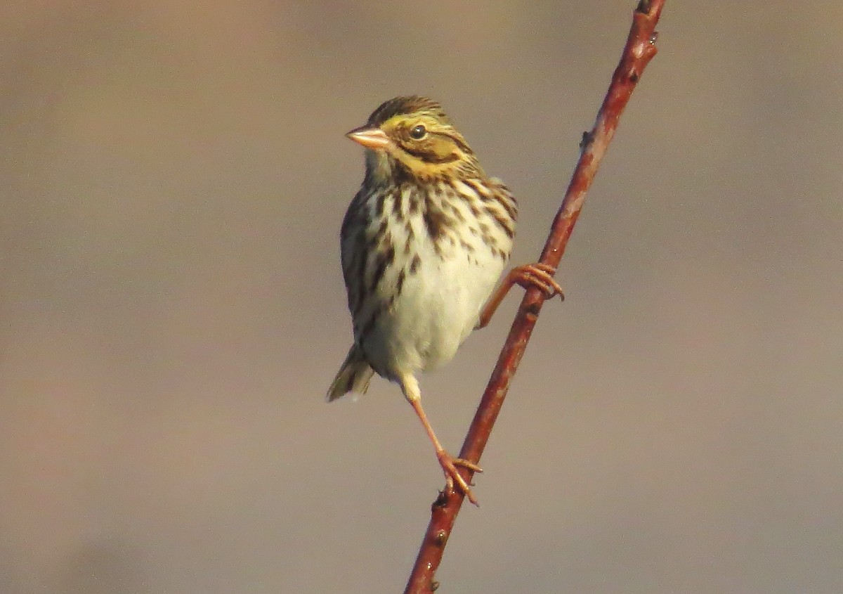 Savannah Sparrow - ML645722004