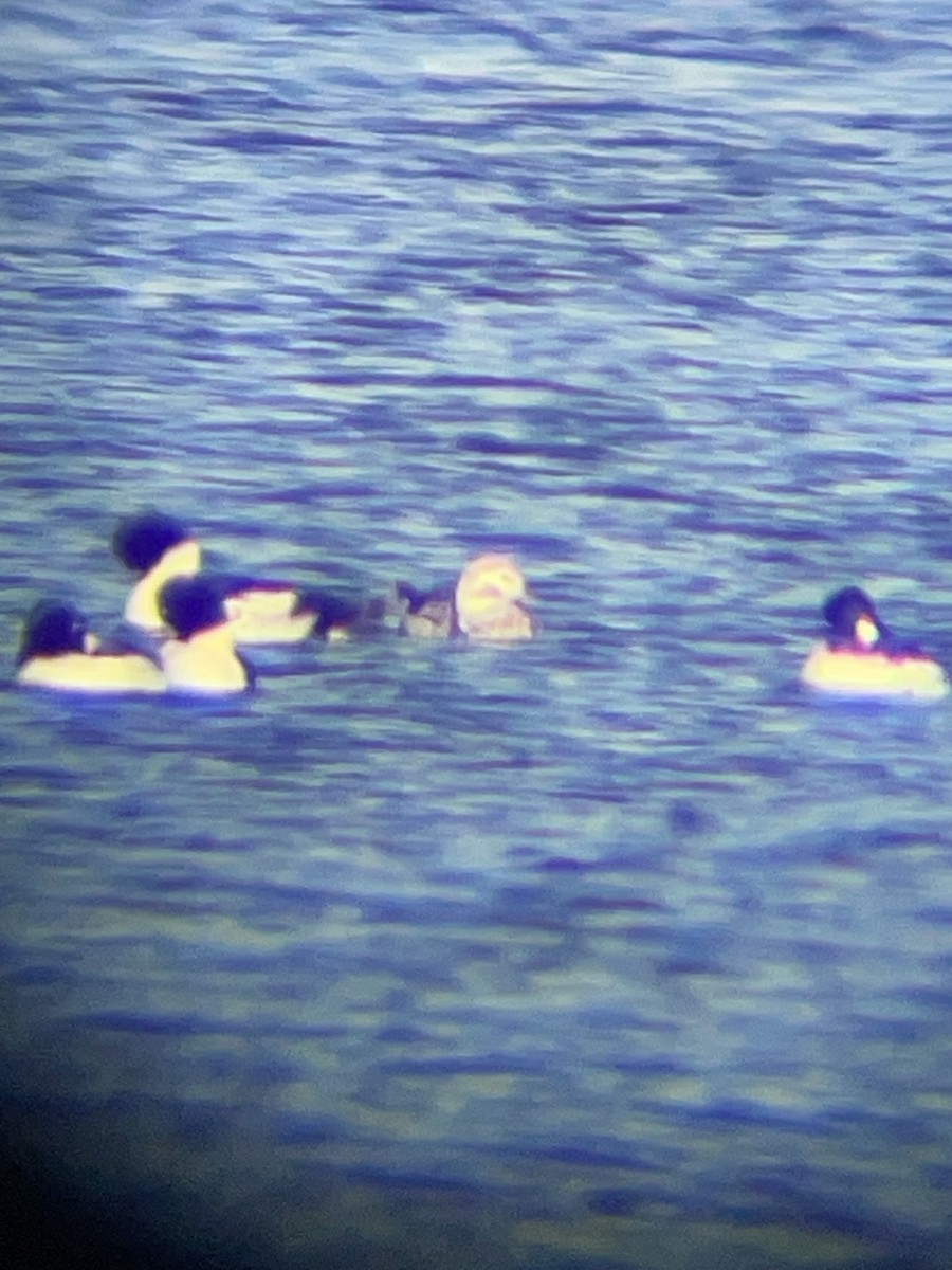 Long-tailed Duck - ML645722008