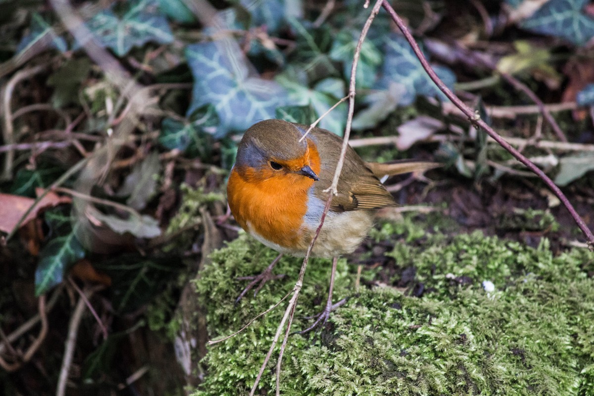 European Robin - ML645722009