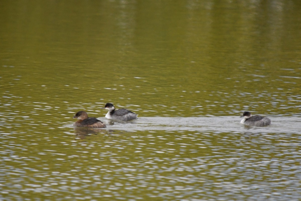 Eared Grebe - ML645722013
