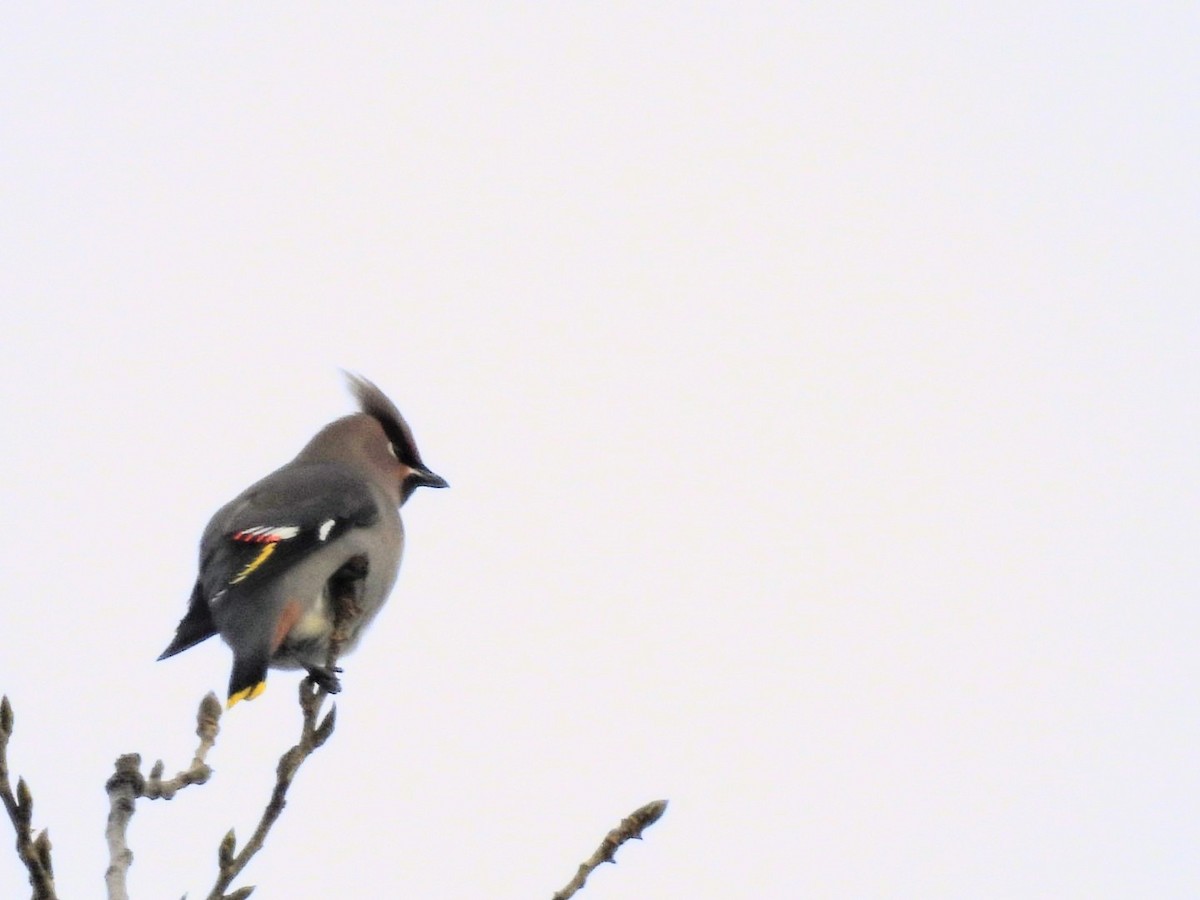 キレンジャク - ML645722017