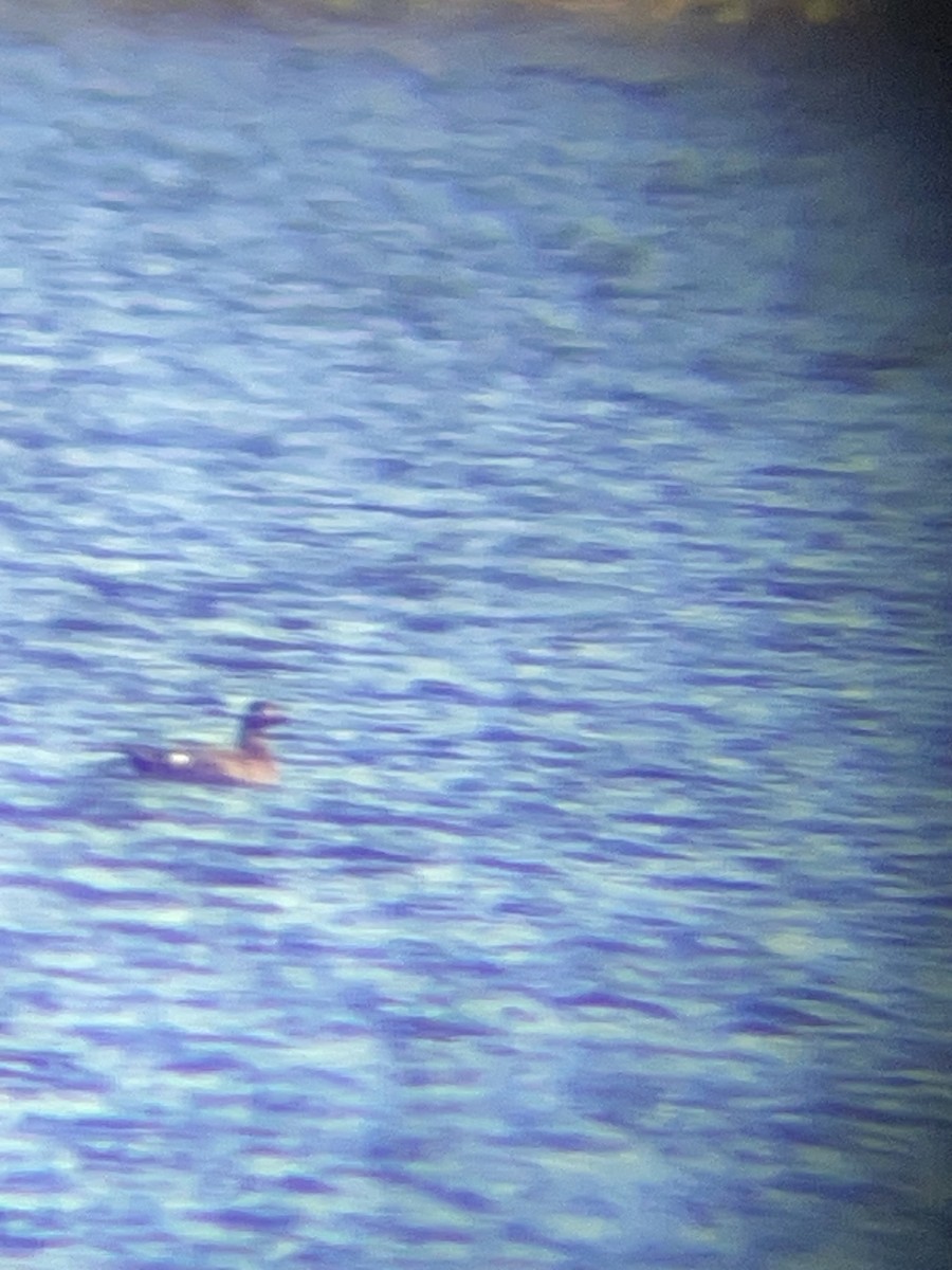 White-winged Scoter - ML645722020