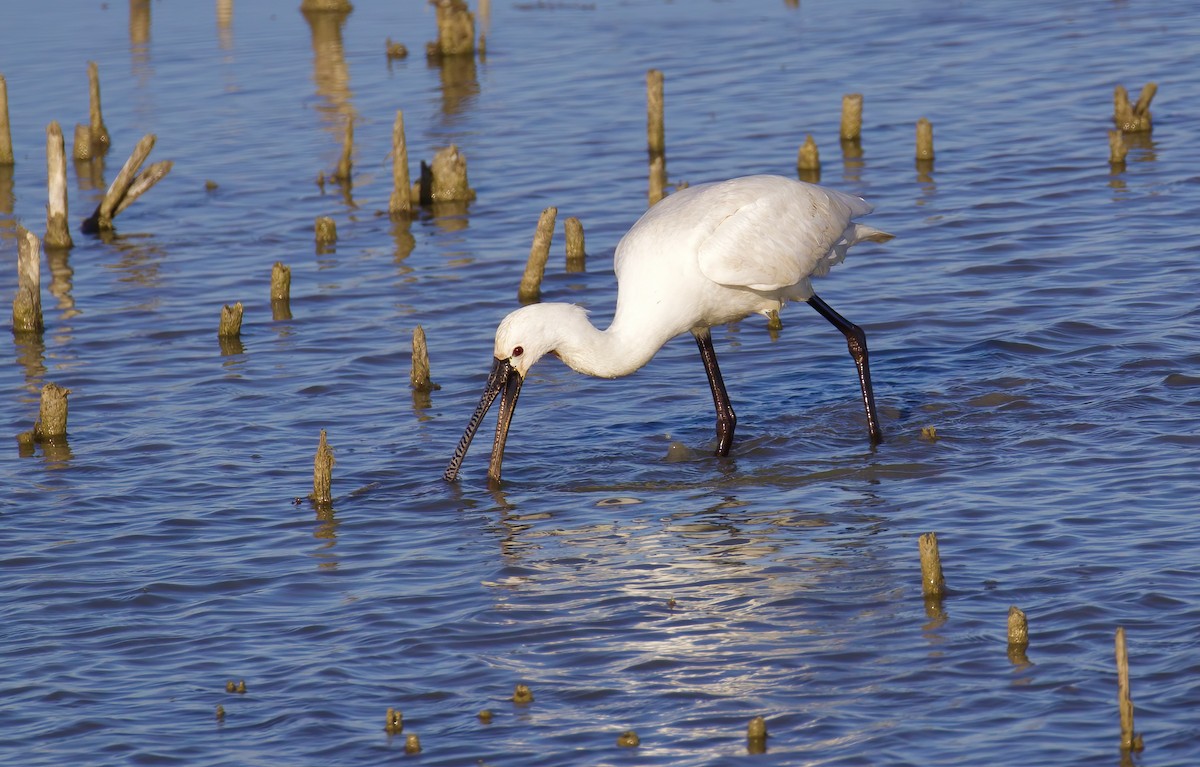 Eurasian Spoonbill - ML645722023