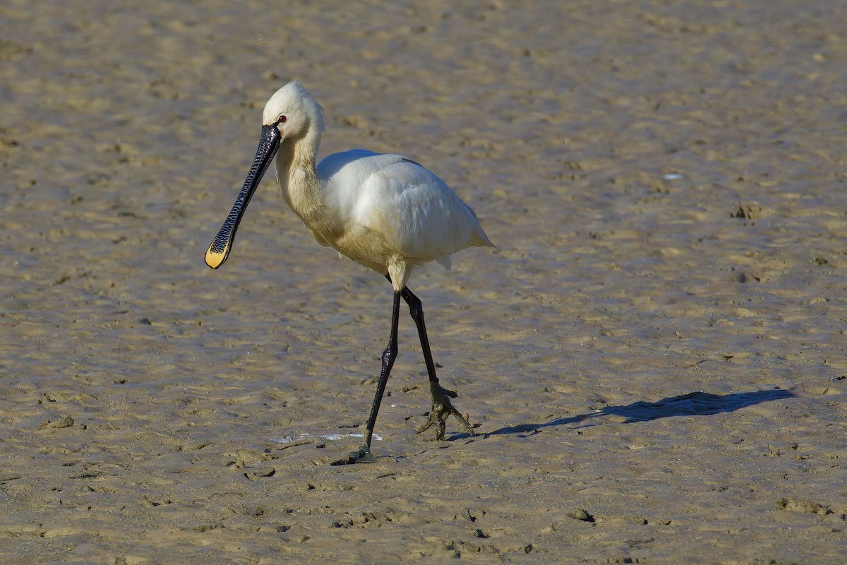 Eurasian Spoonbill - ML645722024