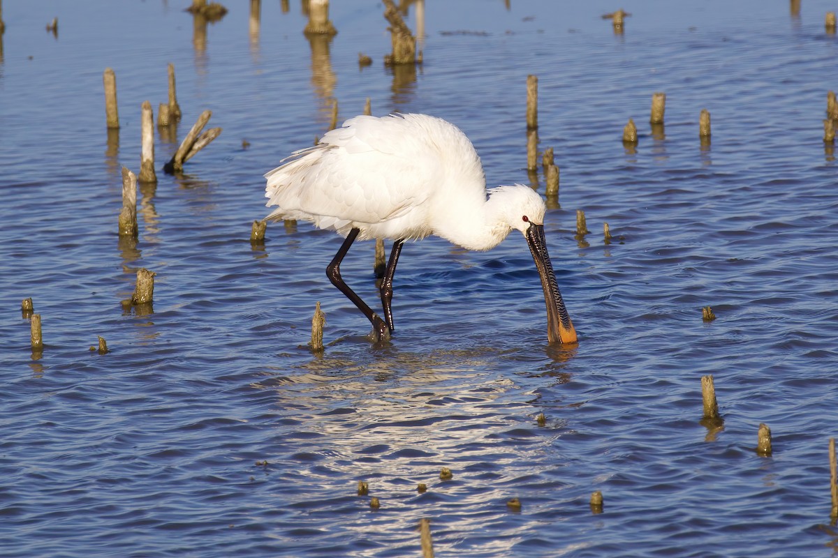 Eurasian Spoonbill - ML645722025