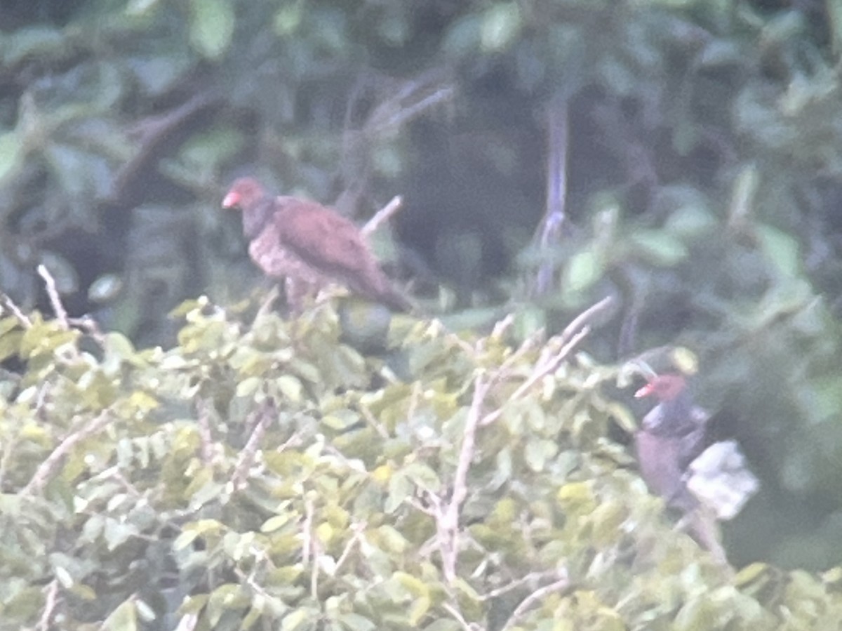 Scaled Pigeon - ML645722034