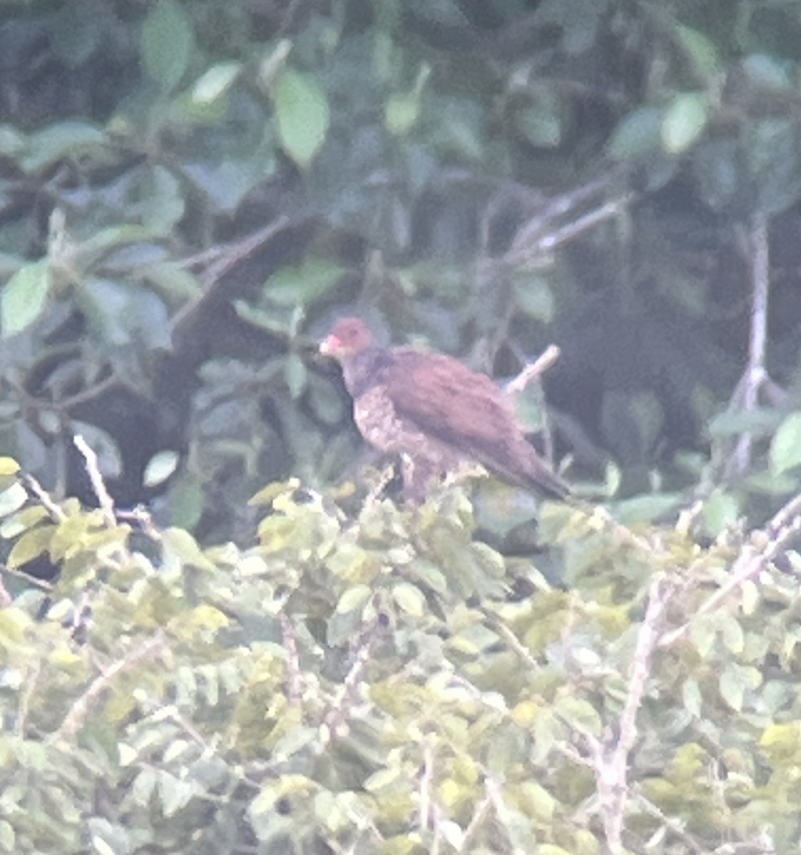 Scaled Pigeon - ML645722035