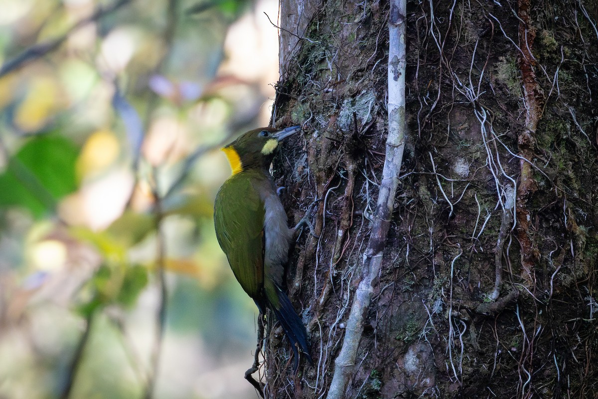 Greater Yellownape - ML645722050