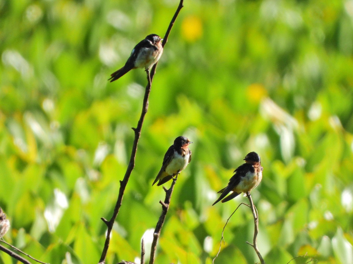 vlaštovka obecná - ML645722063