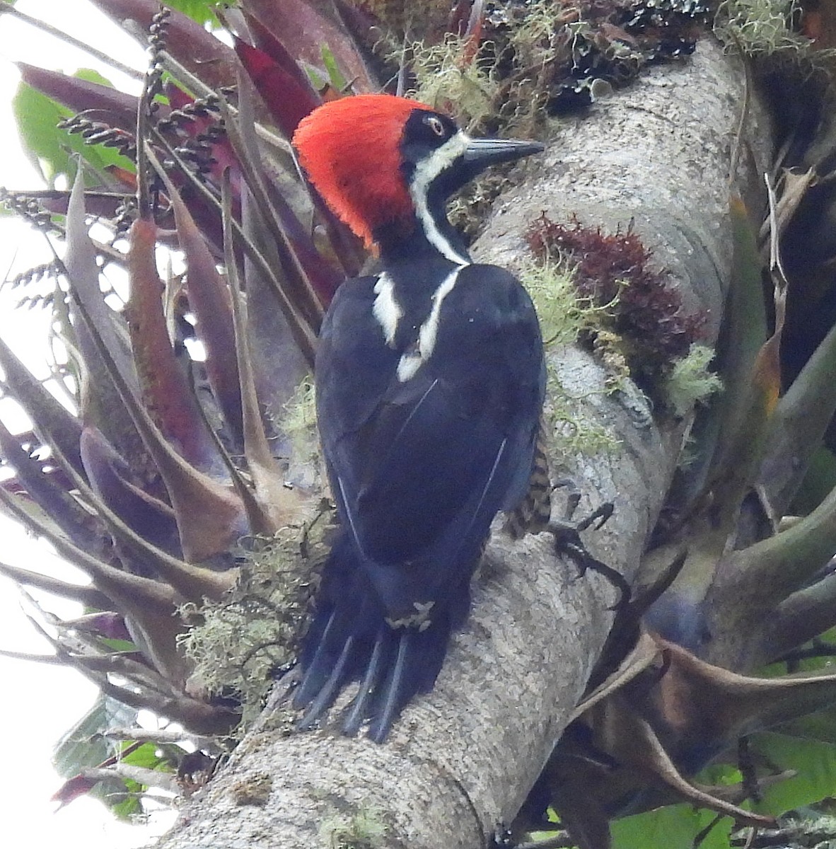 Рыжеполосый дятел - ML645722065