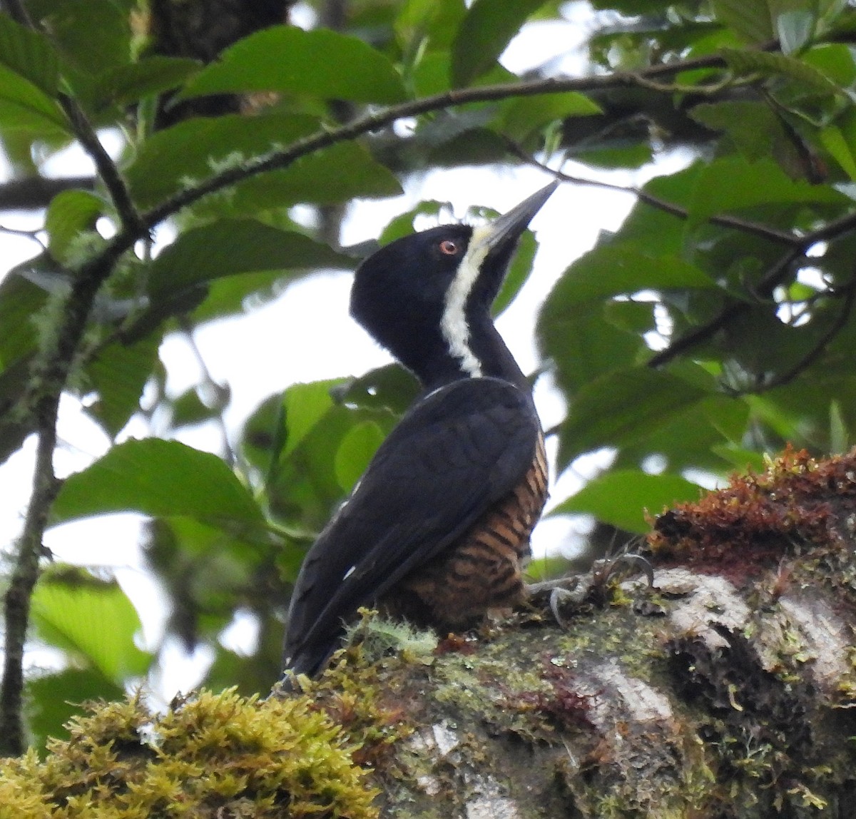 Рыжеполосый дятел - ML645722066