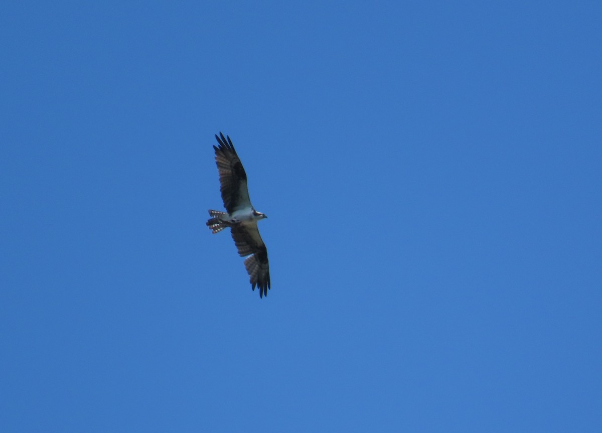 Osprey - ML645722067