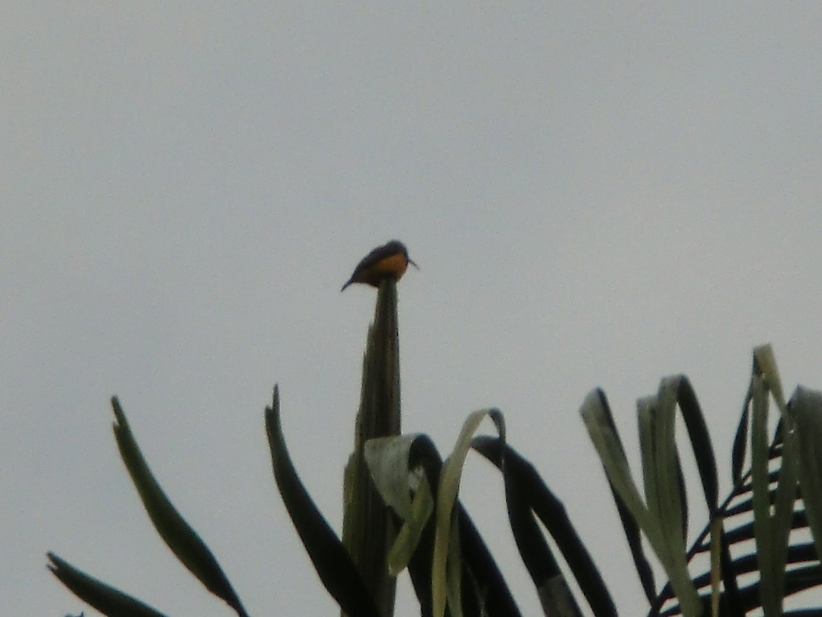 Sahul Sunbird - ML645722071