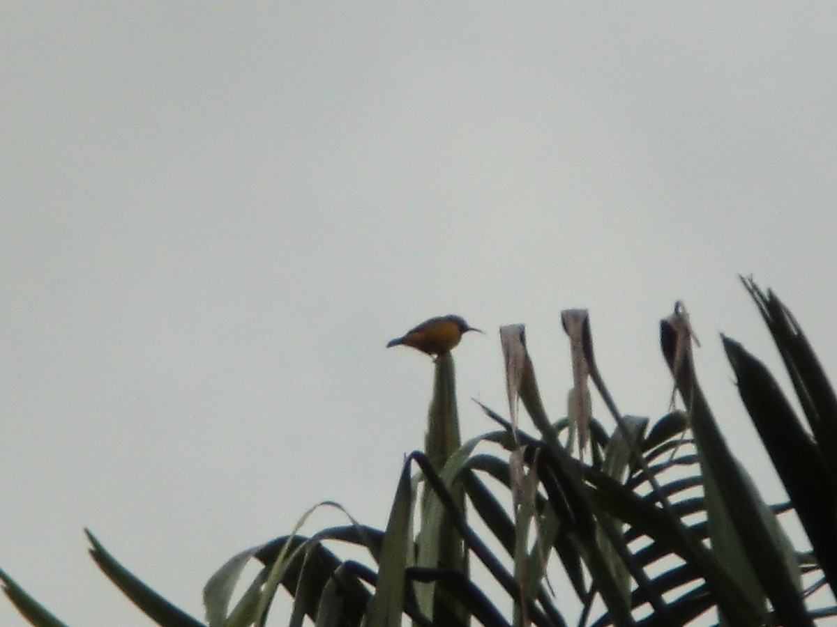 Sahul Sunbird - ML645722072