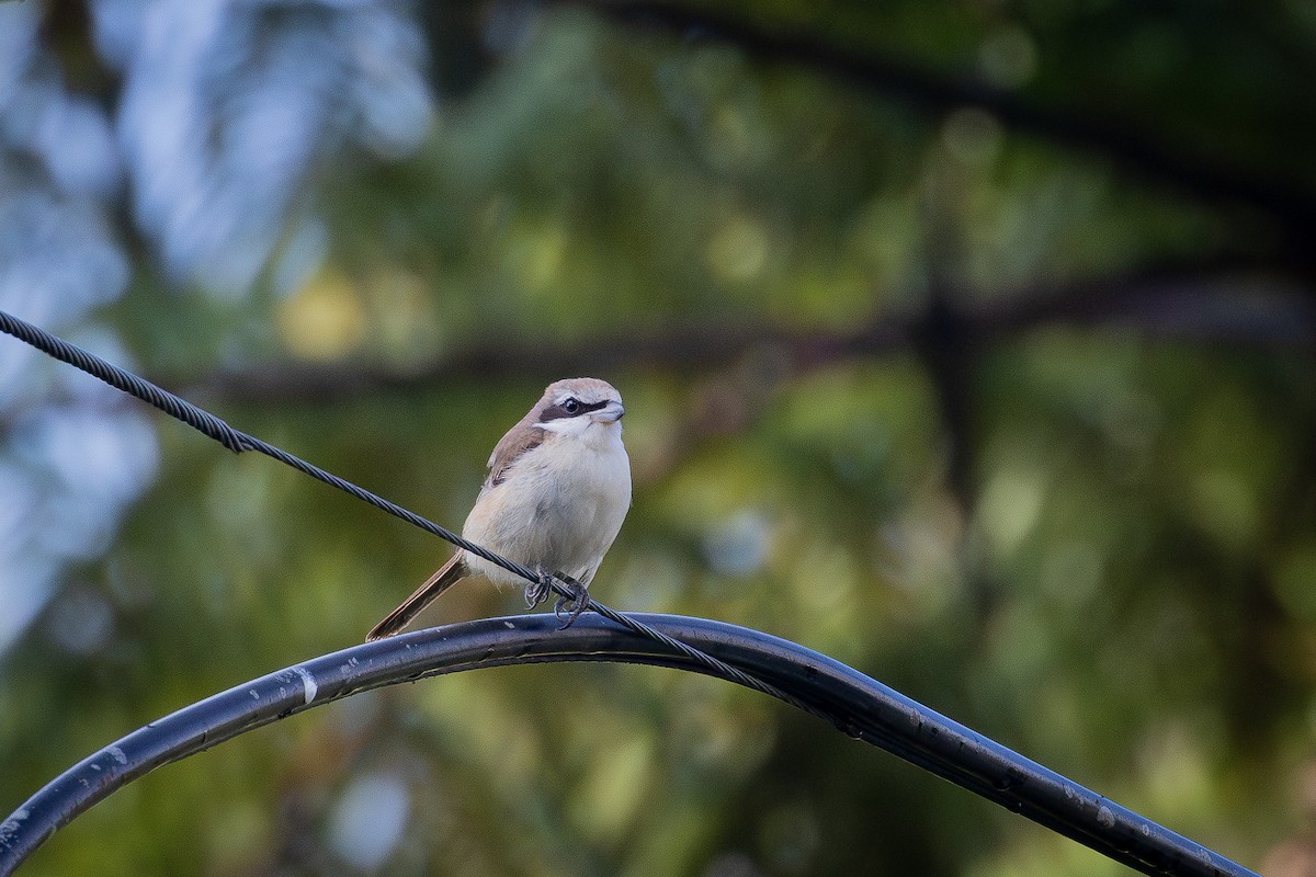 Brown Shrike - ML645722078