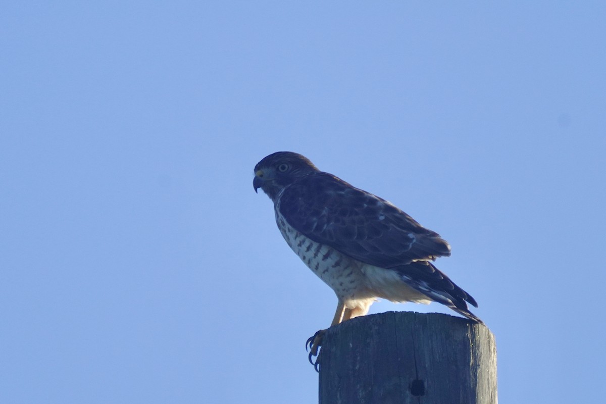 Broad-winged Hawk - ML645722079