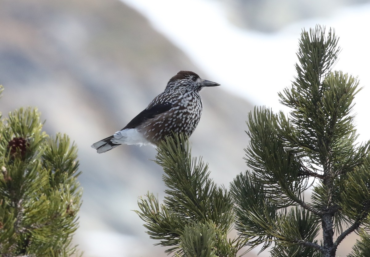 Northern Nutcracker - ML645722082