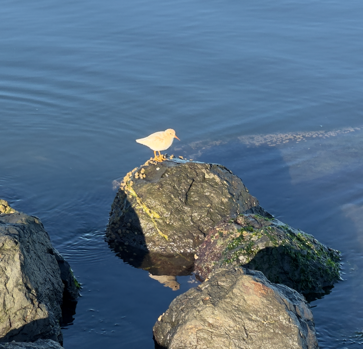 Побережник аляскинський - ML645722097