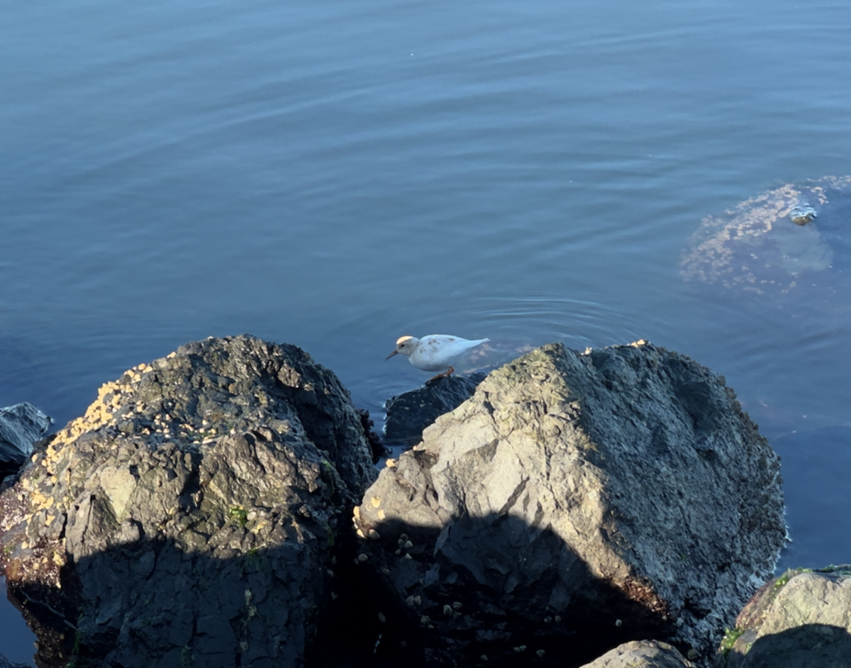 Побережник аляскинський - ML645722098