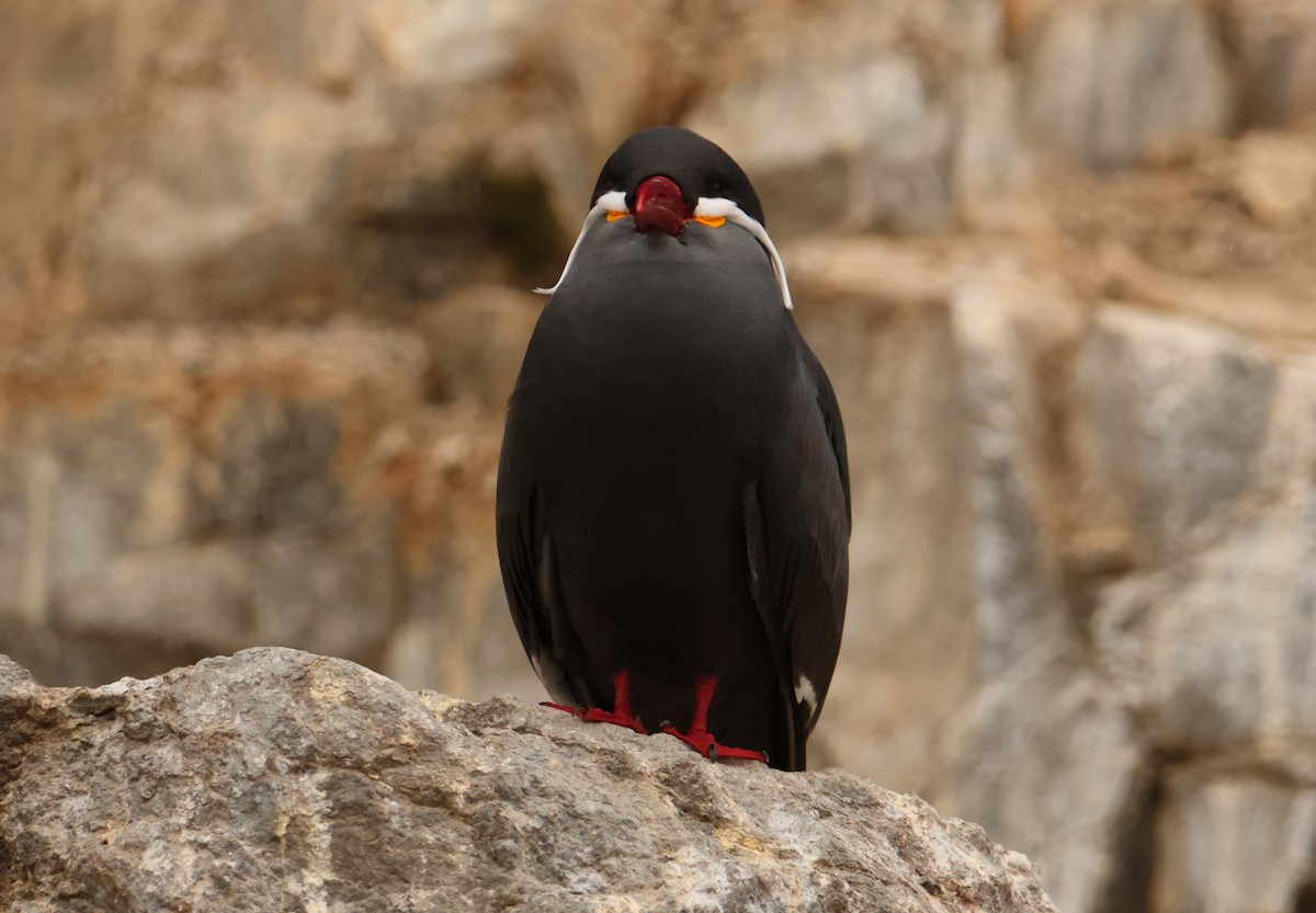 Крячок-інка - ML645722101