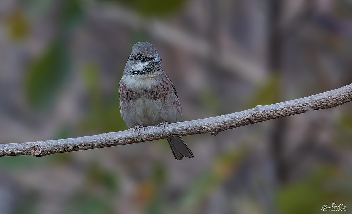 Вівсянка сріблистоголова - ML645722104