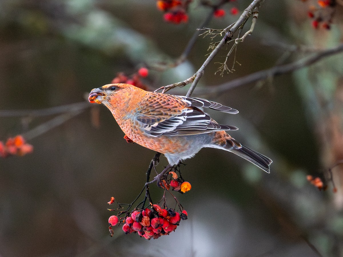 Смеречник тайговий - ML645722105