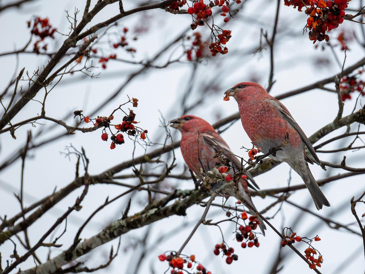 Смеречник тайговий - ML645722106
