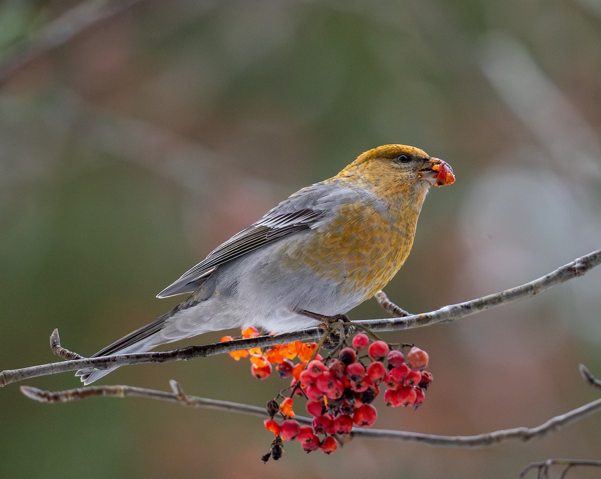 Смеречник тайговий - ML645722108
