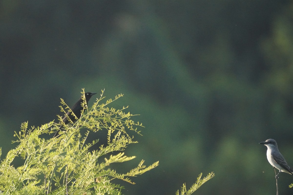 Гракл карибський - ML645722111