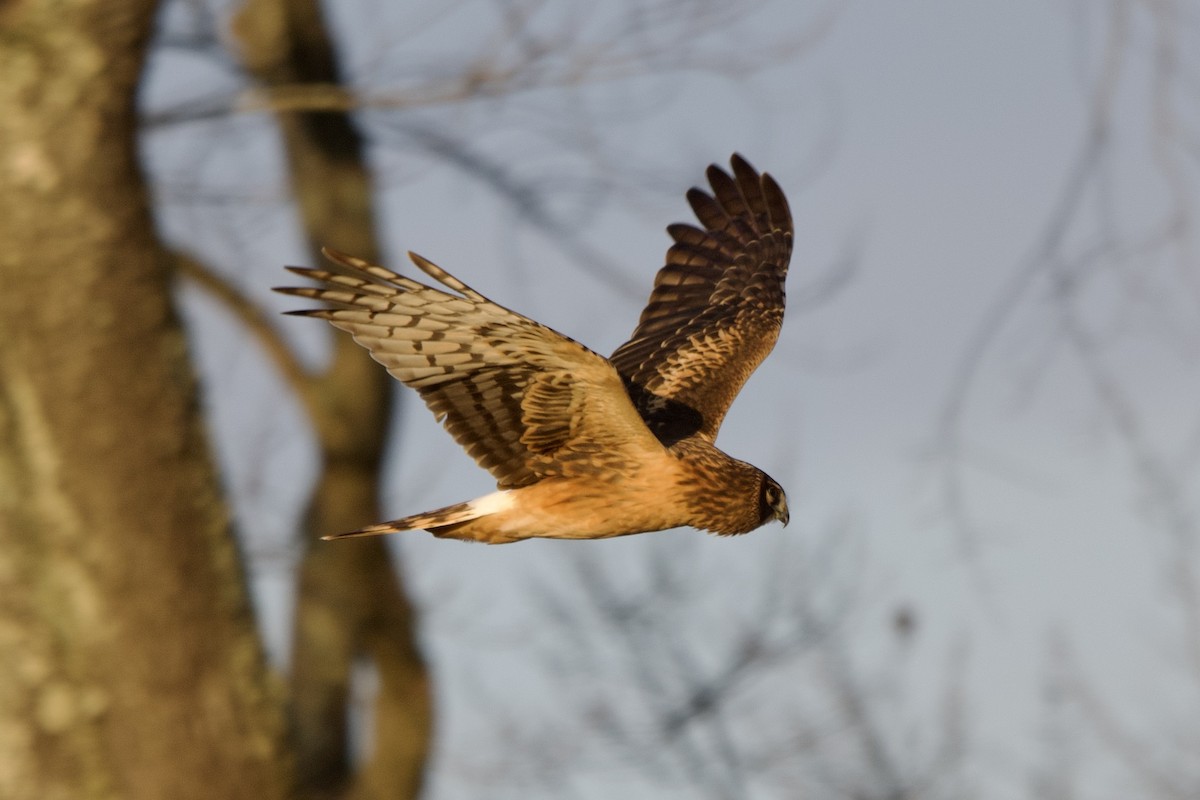 Лунь американський - ML645722112