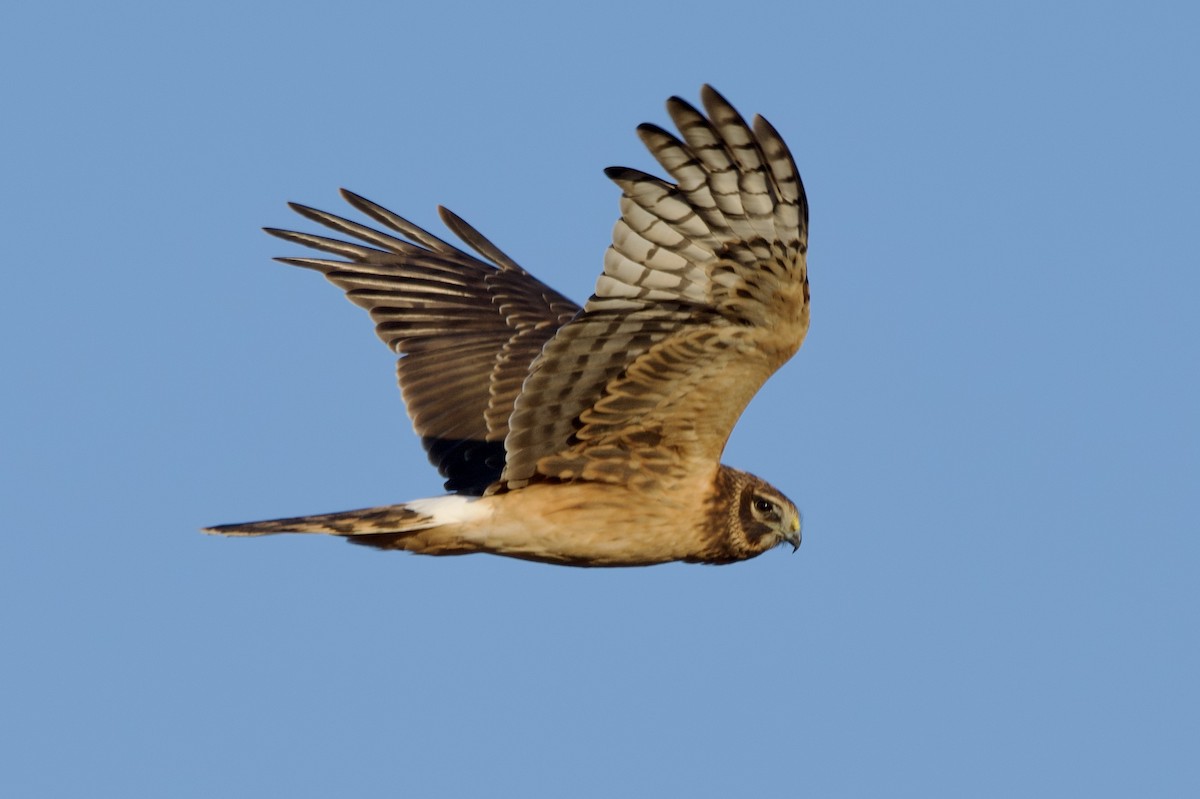 Лунь американський - ML645722113