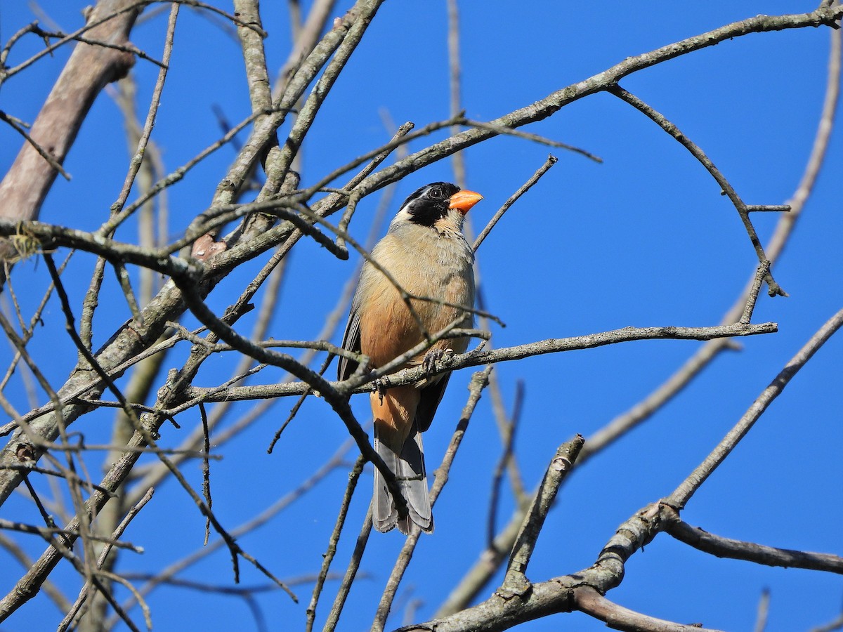 Зернолуск золотодзьобий - ML645722120