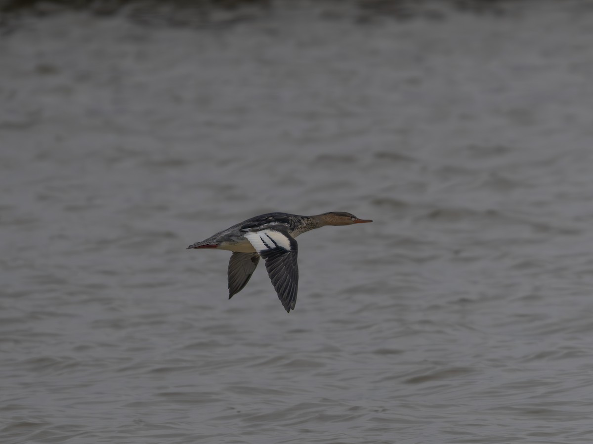 Крех середній - ML645722121