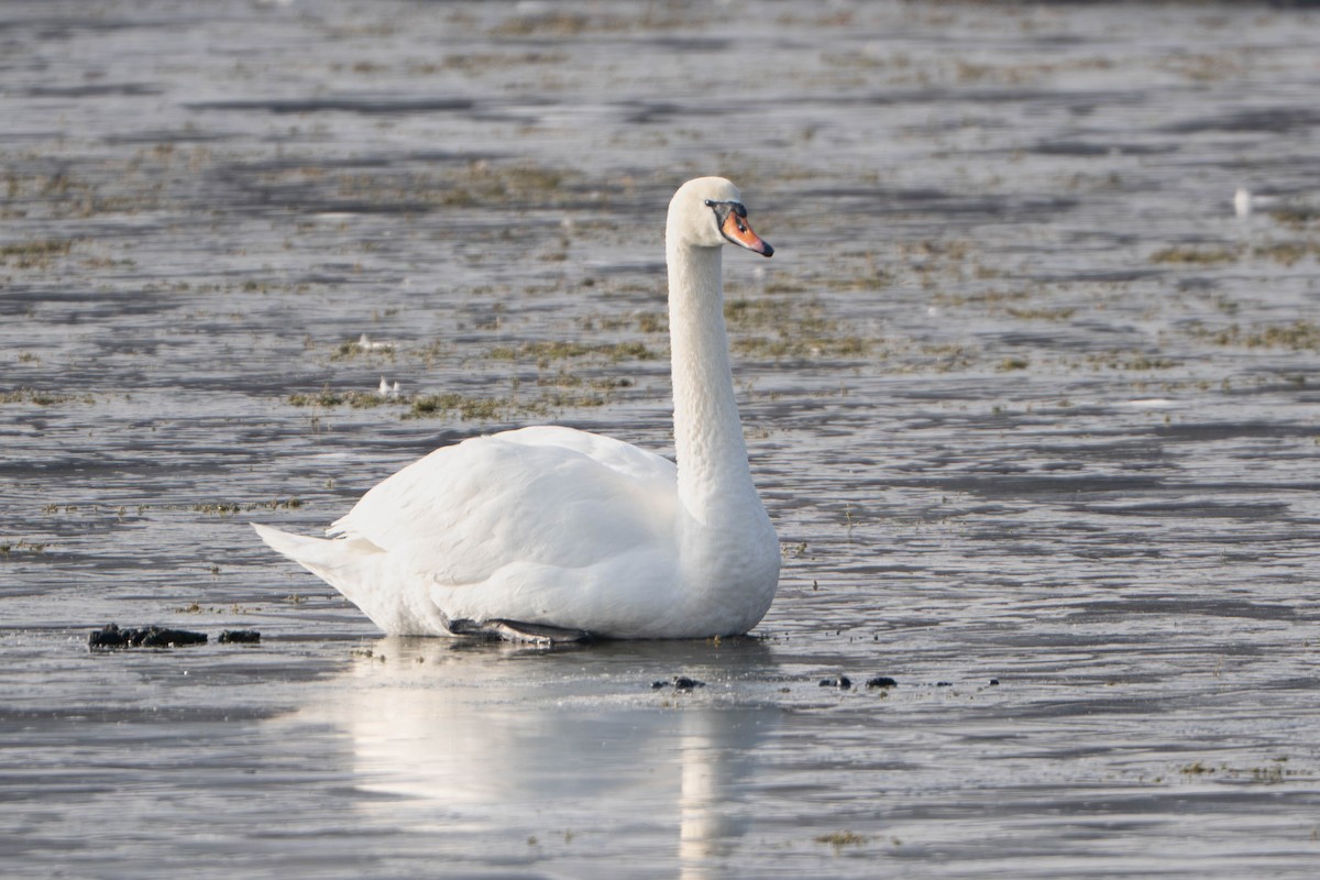 Лебідь-шипун - ML645722123