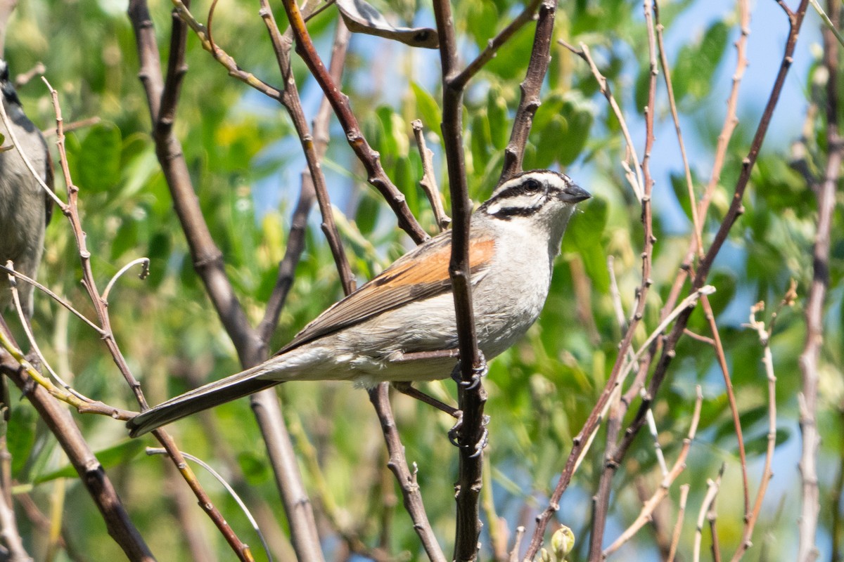 Cape Bunting (Cape) - ML645722124
