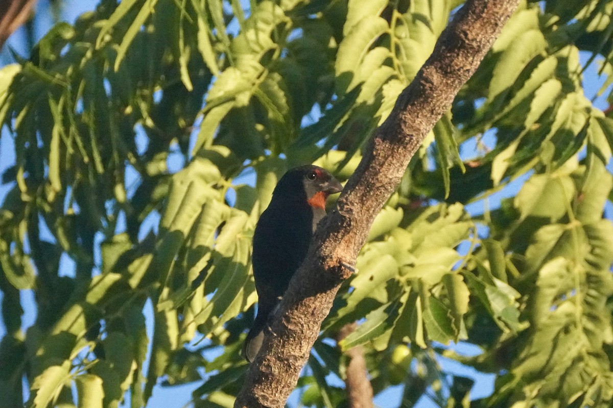 Карпачо малий - ML645722126