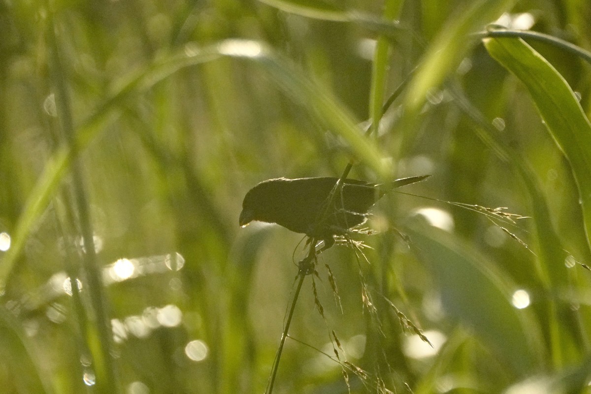 Карпачо малий - ML645722127