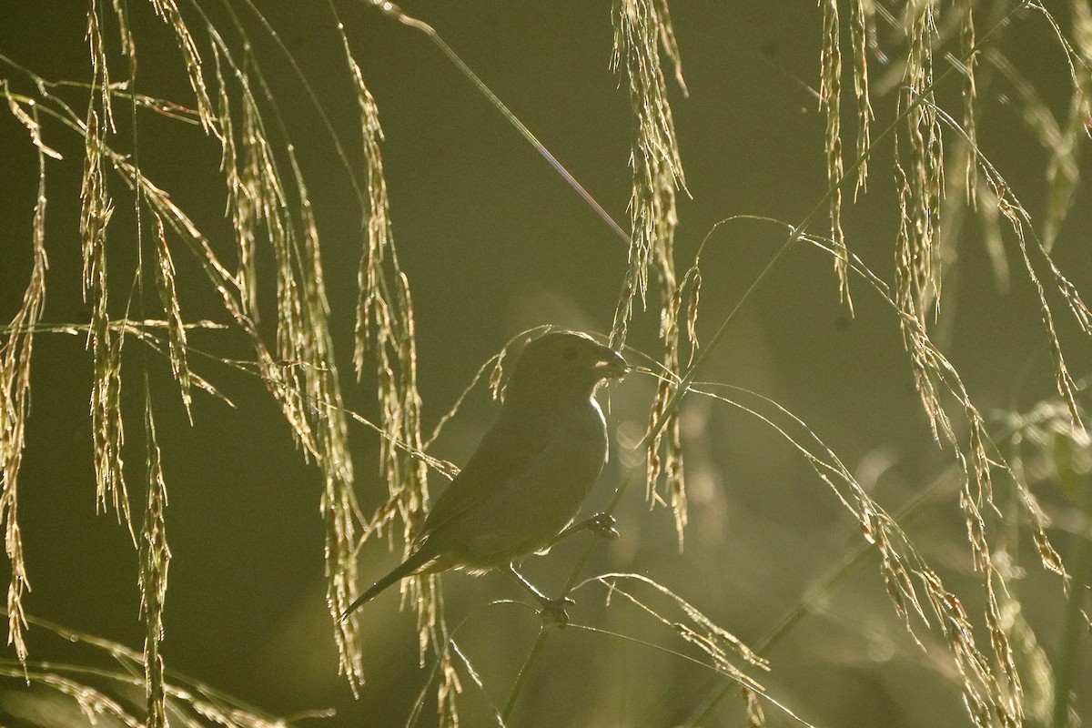 Карпачо малий - ML645722129