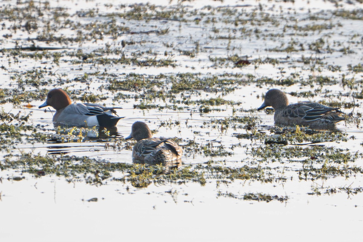 Свищ євразійський - ML645722130