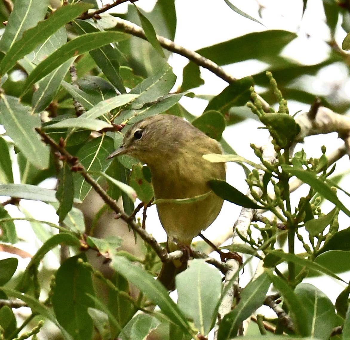 Червоїд оливковий - ML645722131