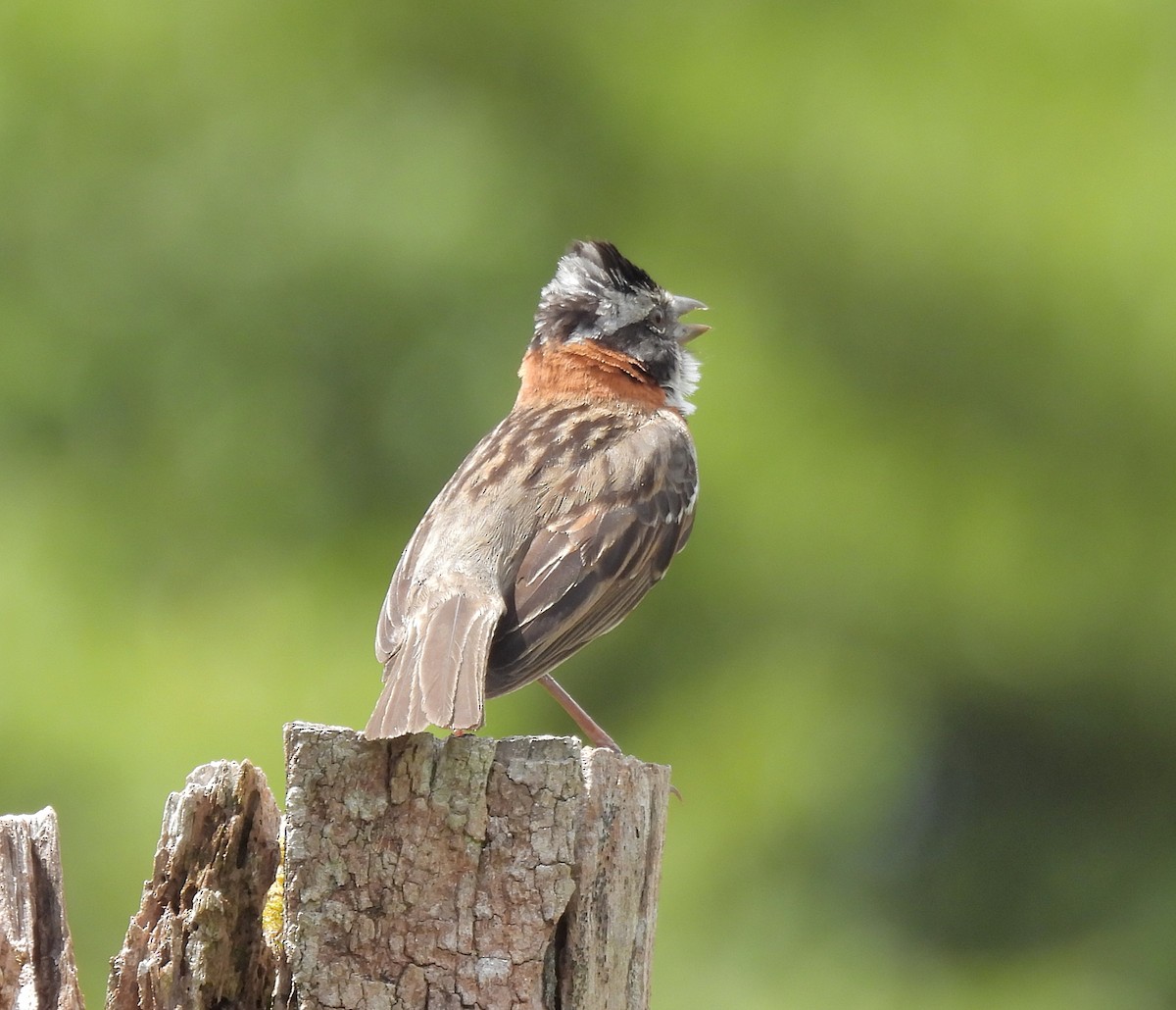 Бруант рудошиїй - ML645722132