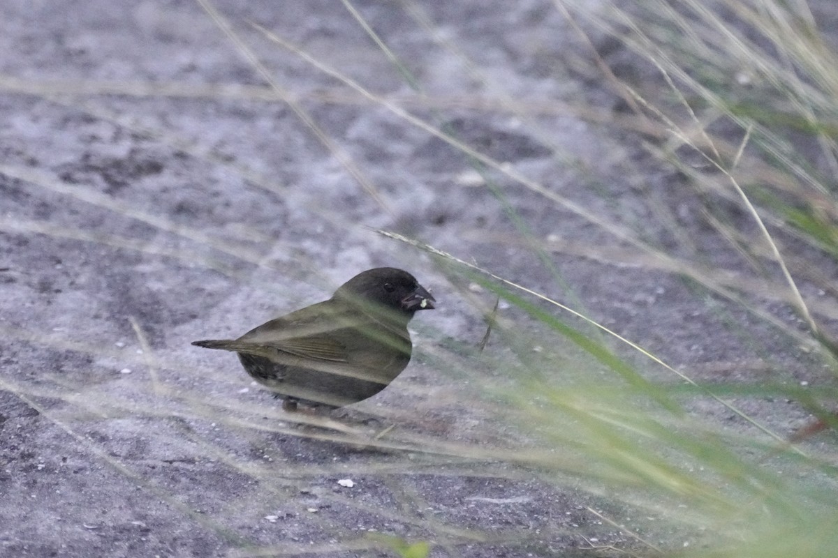 Black-faced Grassquit - ML645722139