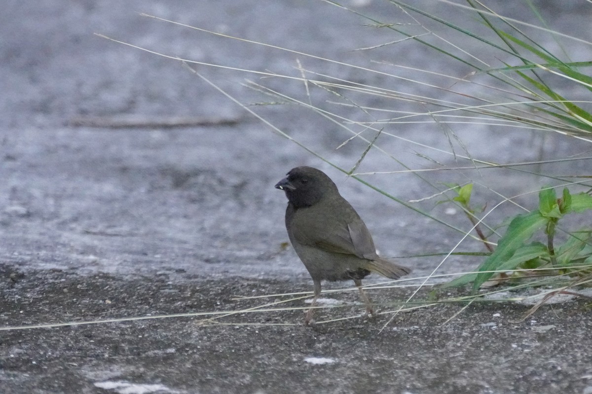 Black-faced Grassquit - ML645722140