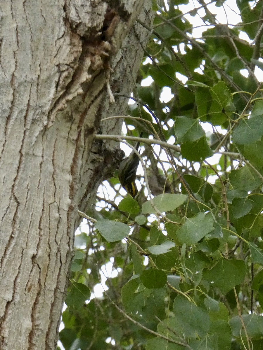 Townsend's Warbler - ML645722143