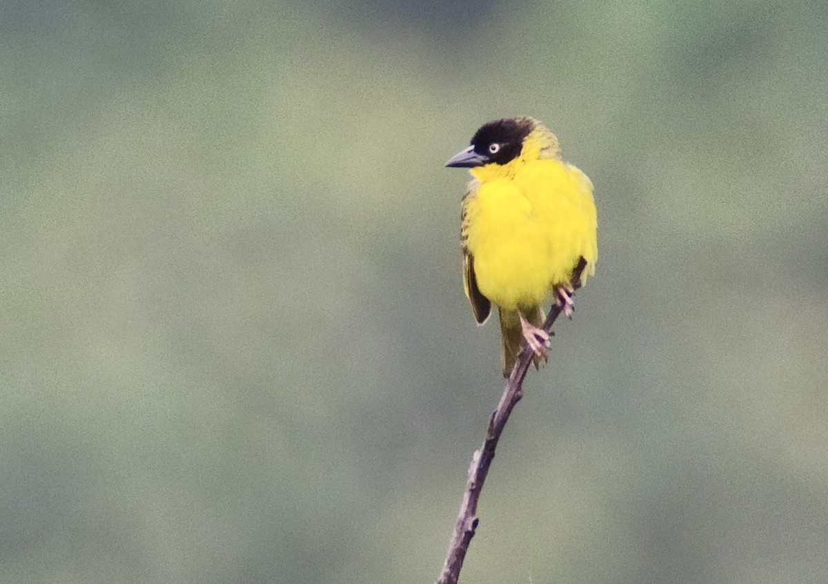 Tejedor Baglafecht - ML645722146